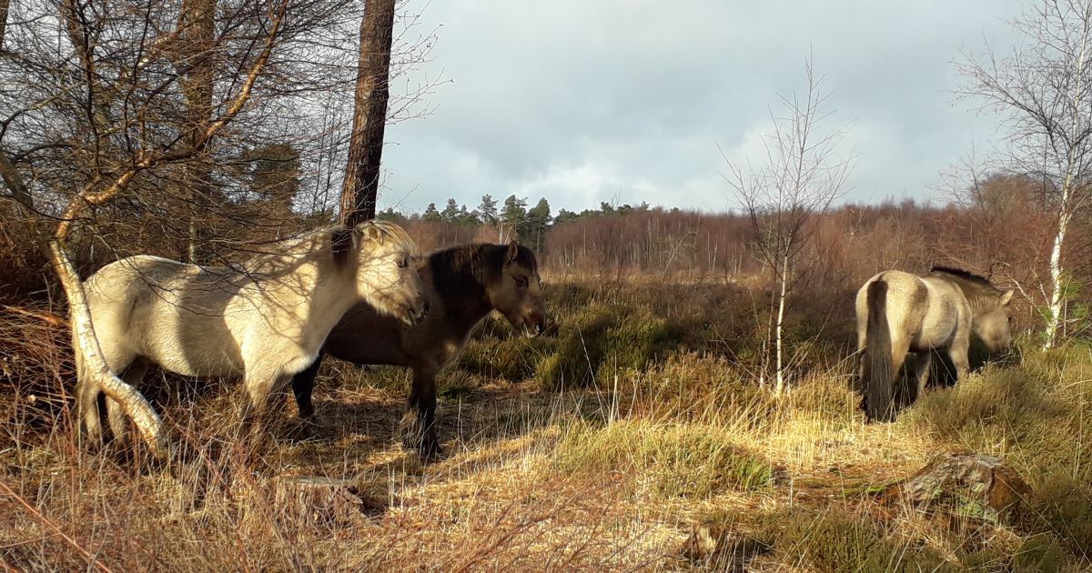 Broadwater Warren circular Walk (CLOCKS GO BACK) Ramblers